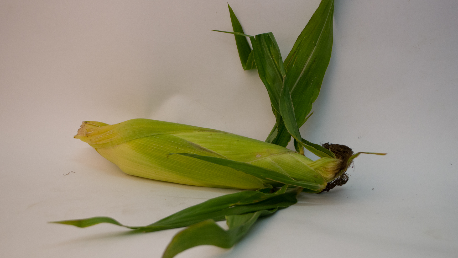 Maiskolben frisch mit Grün