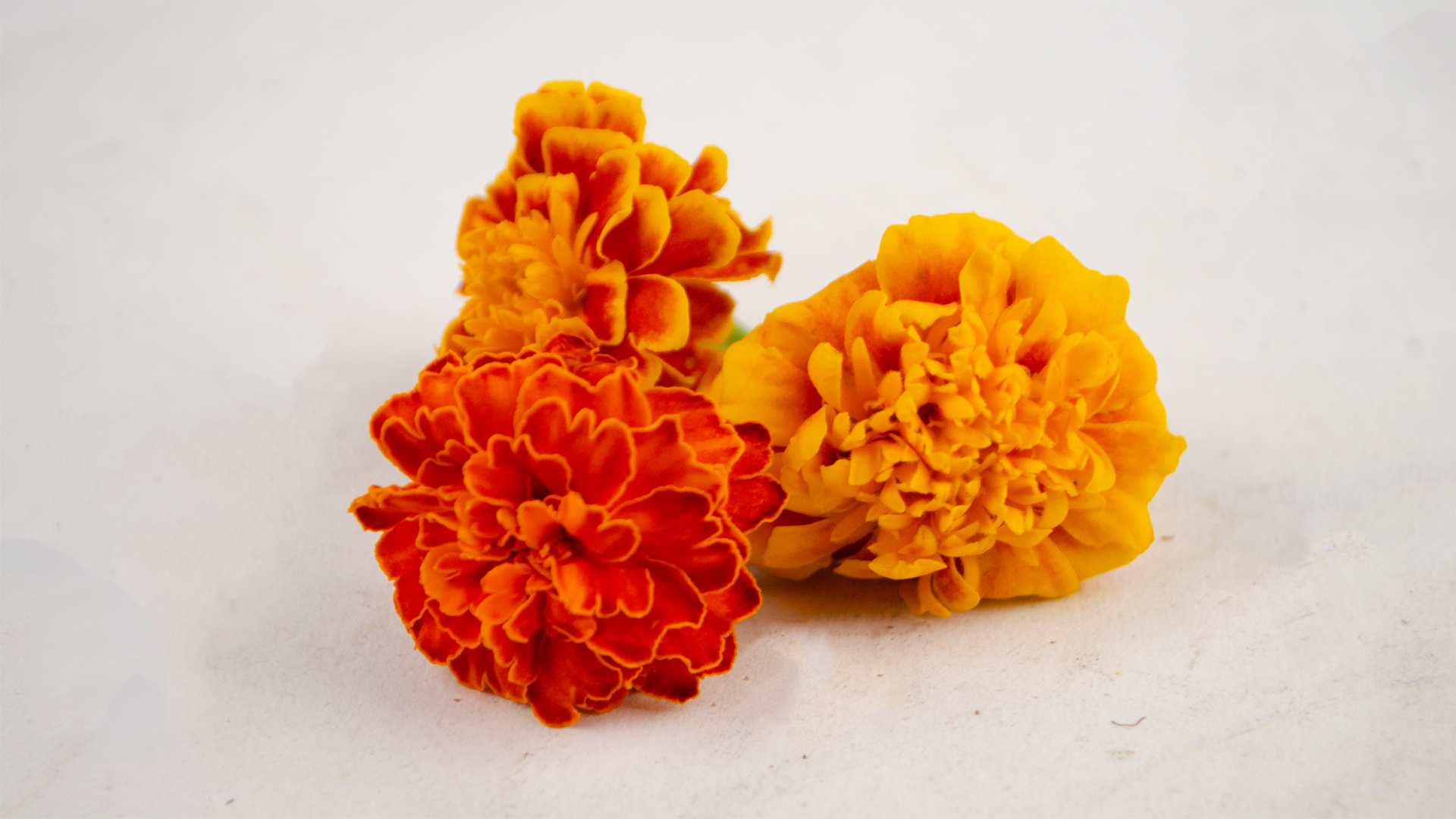 Tagetes Orange Blüten NL