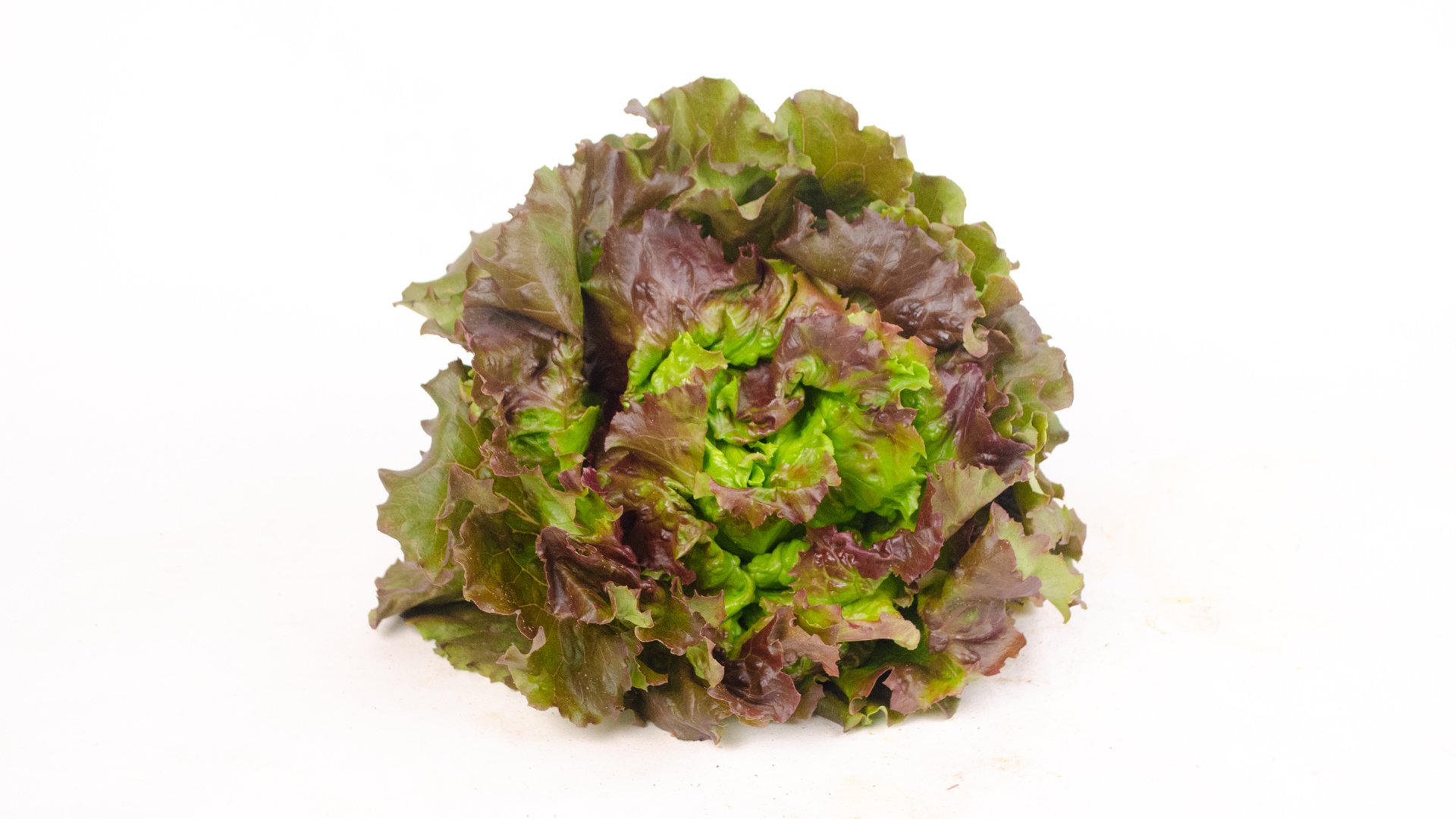 bio-batavia-blattsalat Bio Batavia dunkel Kiste