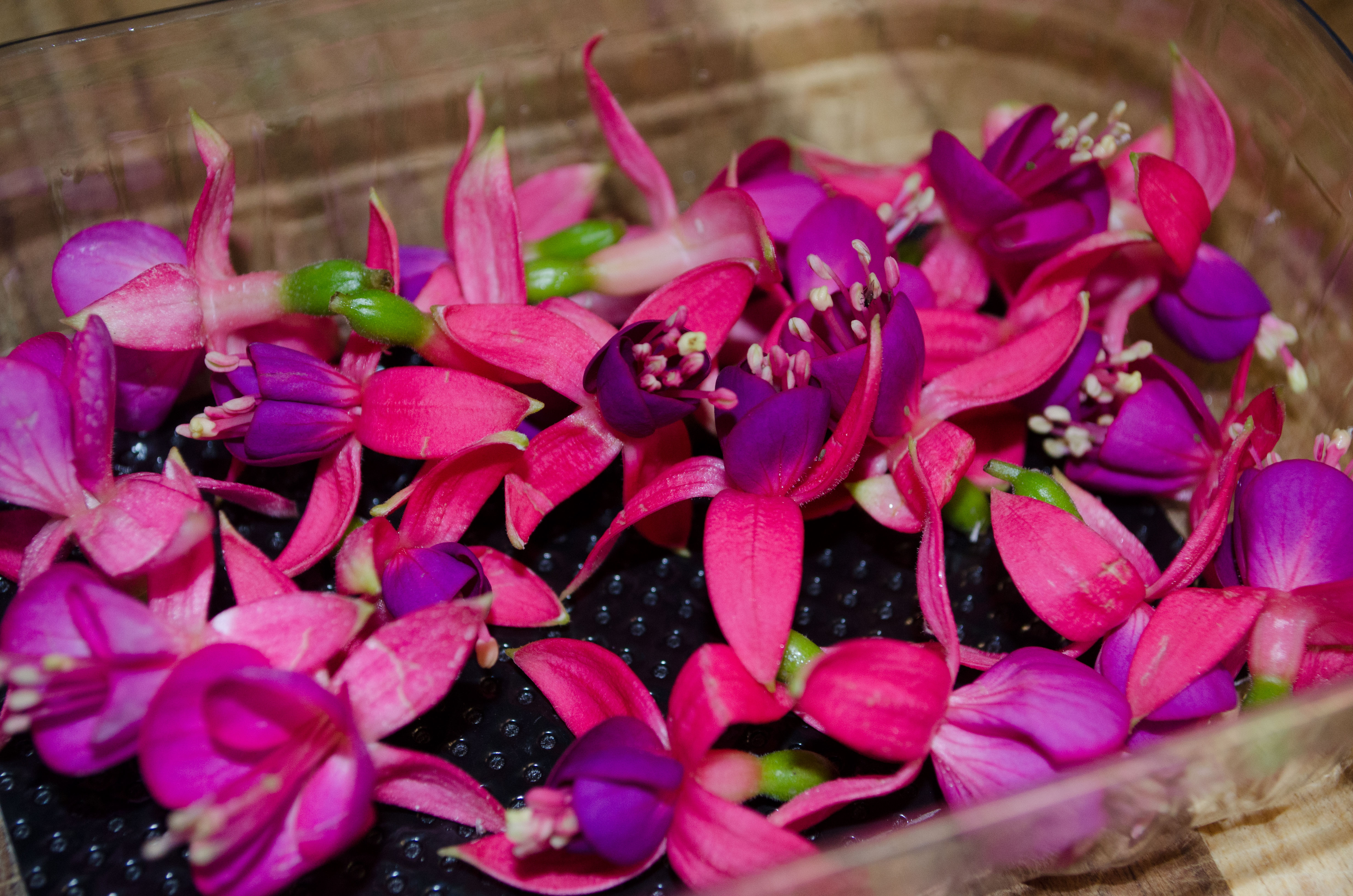 Fuchsien lila - Essbare Blüten