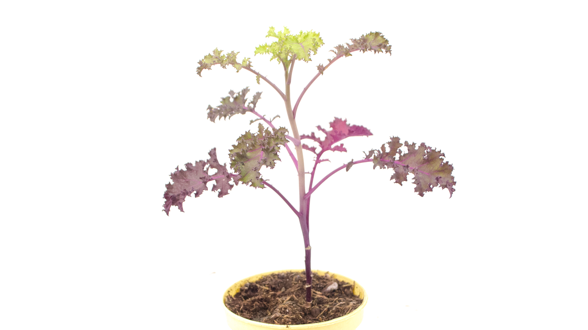 ROTBLAETTRIGER-gruenkohl-pflanze