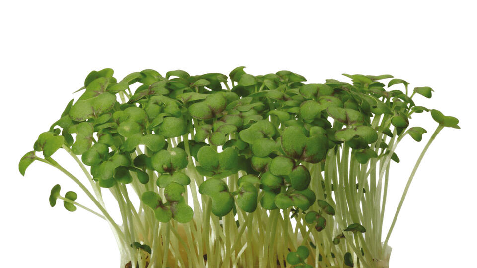 Mustard Cress