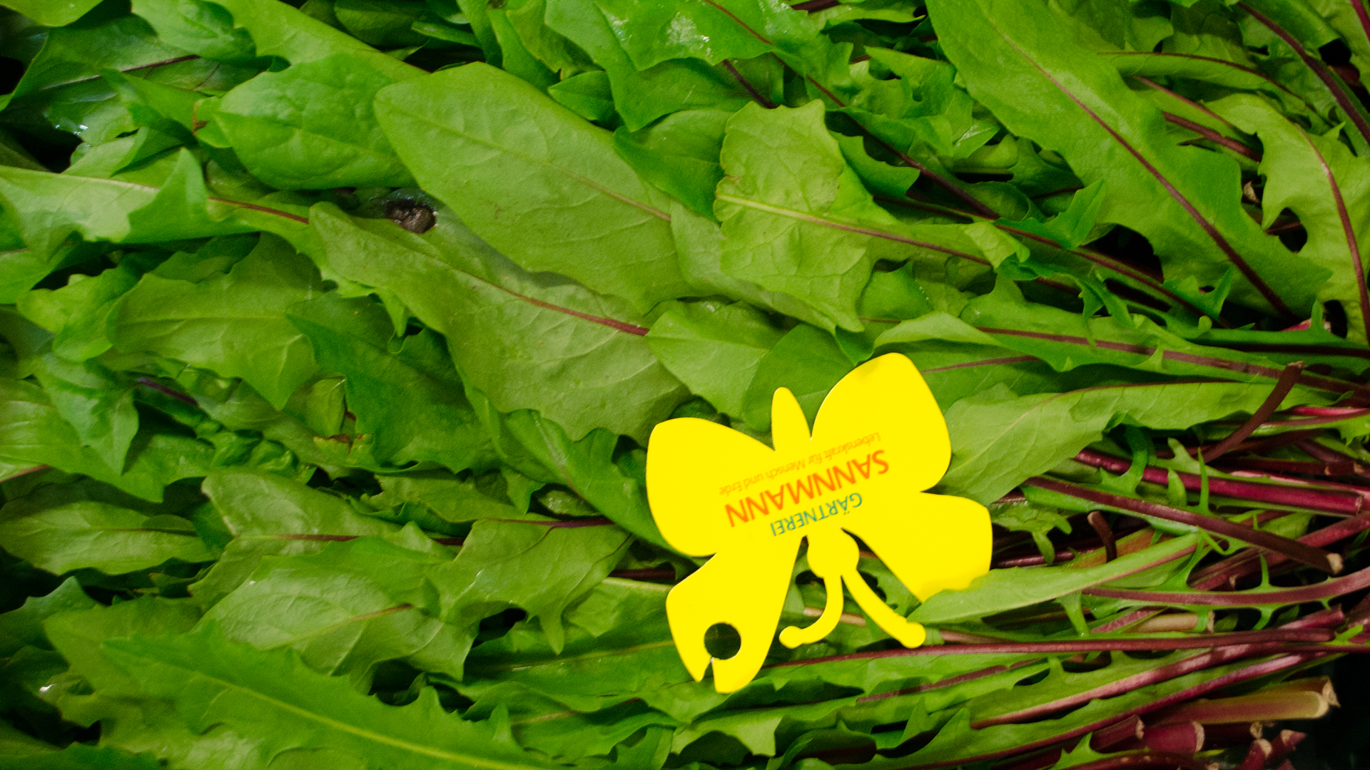 Bio Löwenzahn Salat rot Demeter