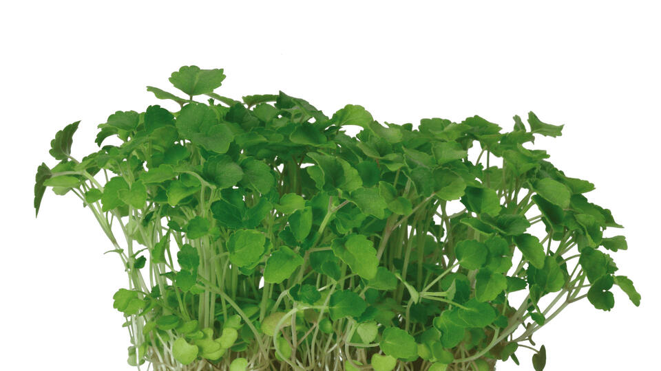 Atsina Cress