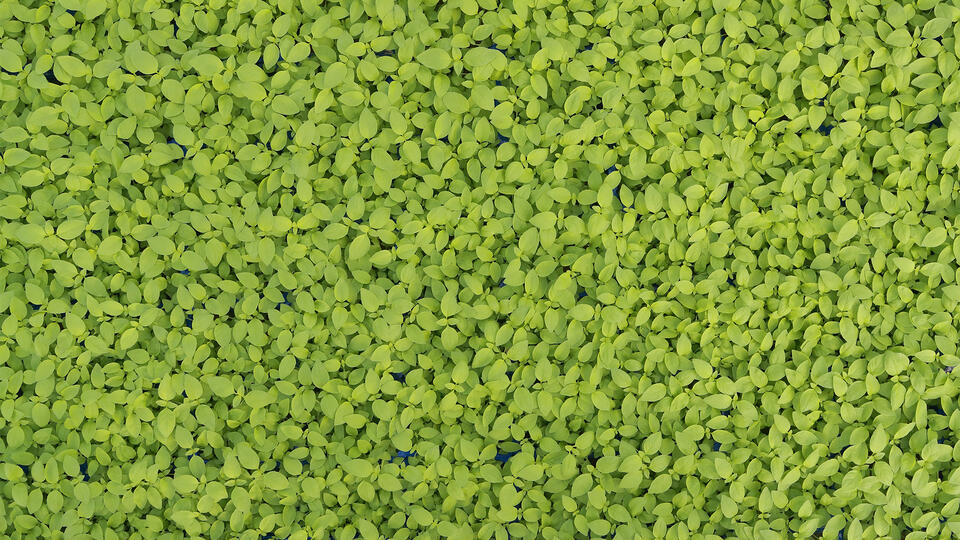 Lemon Cress