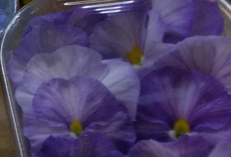 Stiefmütterchen hell-blau-lila - Essbare Blüten