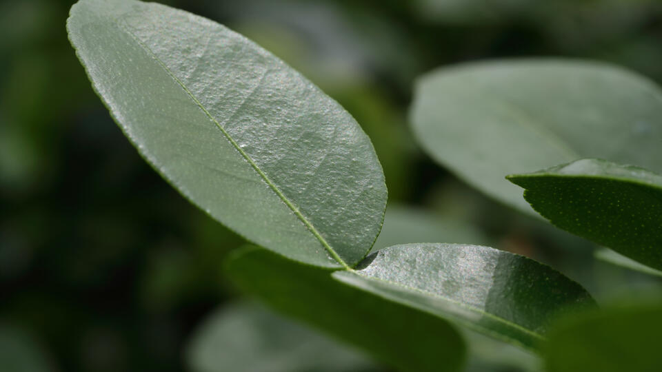 Kaffir Lime Leaves Citrus