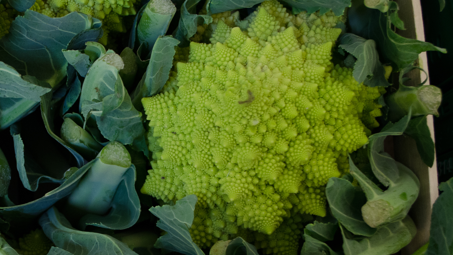 Romanesco Kiste