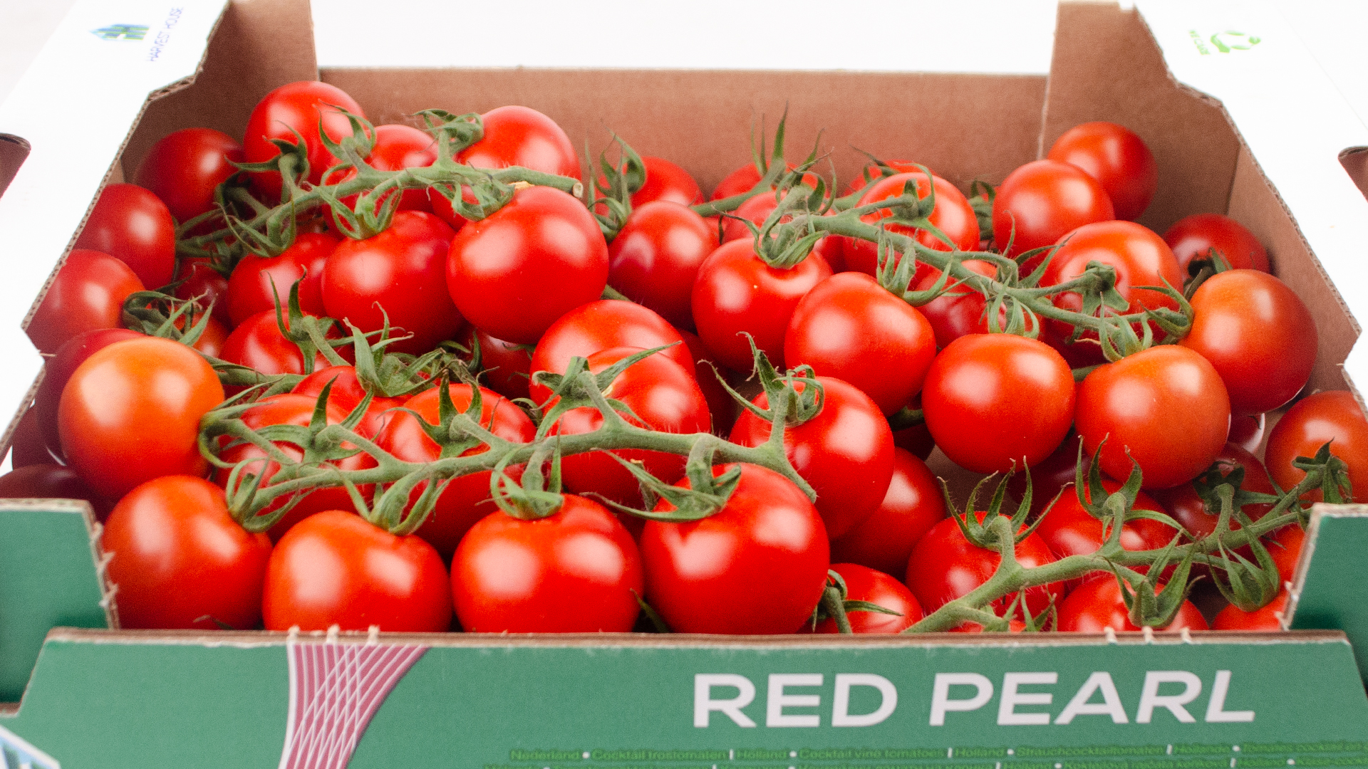 Tomaten Cherry Strauch Rote Perle