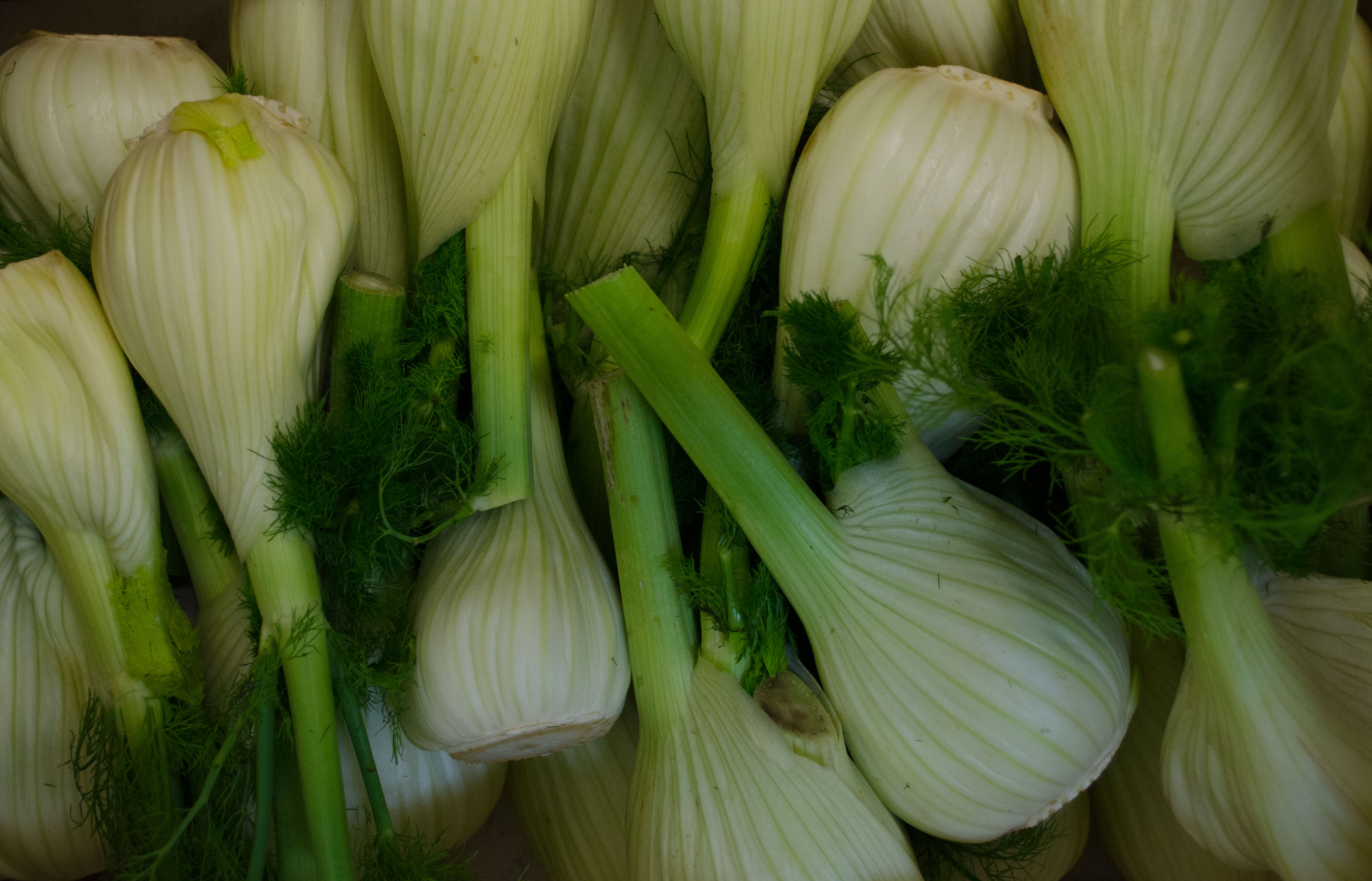 Bio Fenchel Kiste