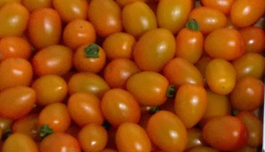 Dattel Cherry gelb Strauch Tomaten Kiste