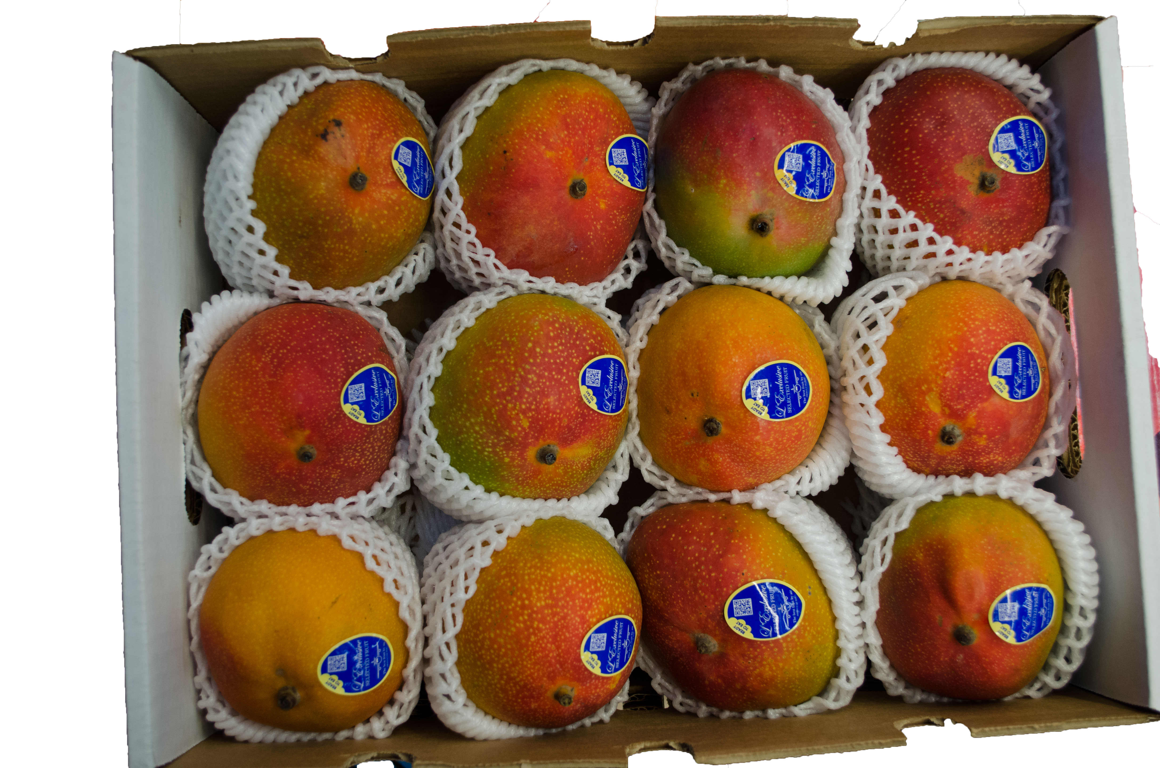 Flug-Mango Kent