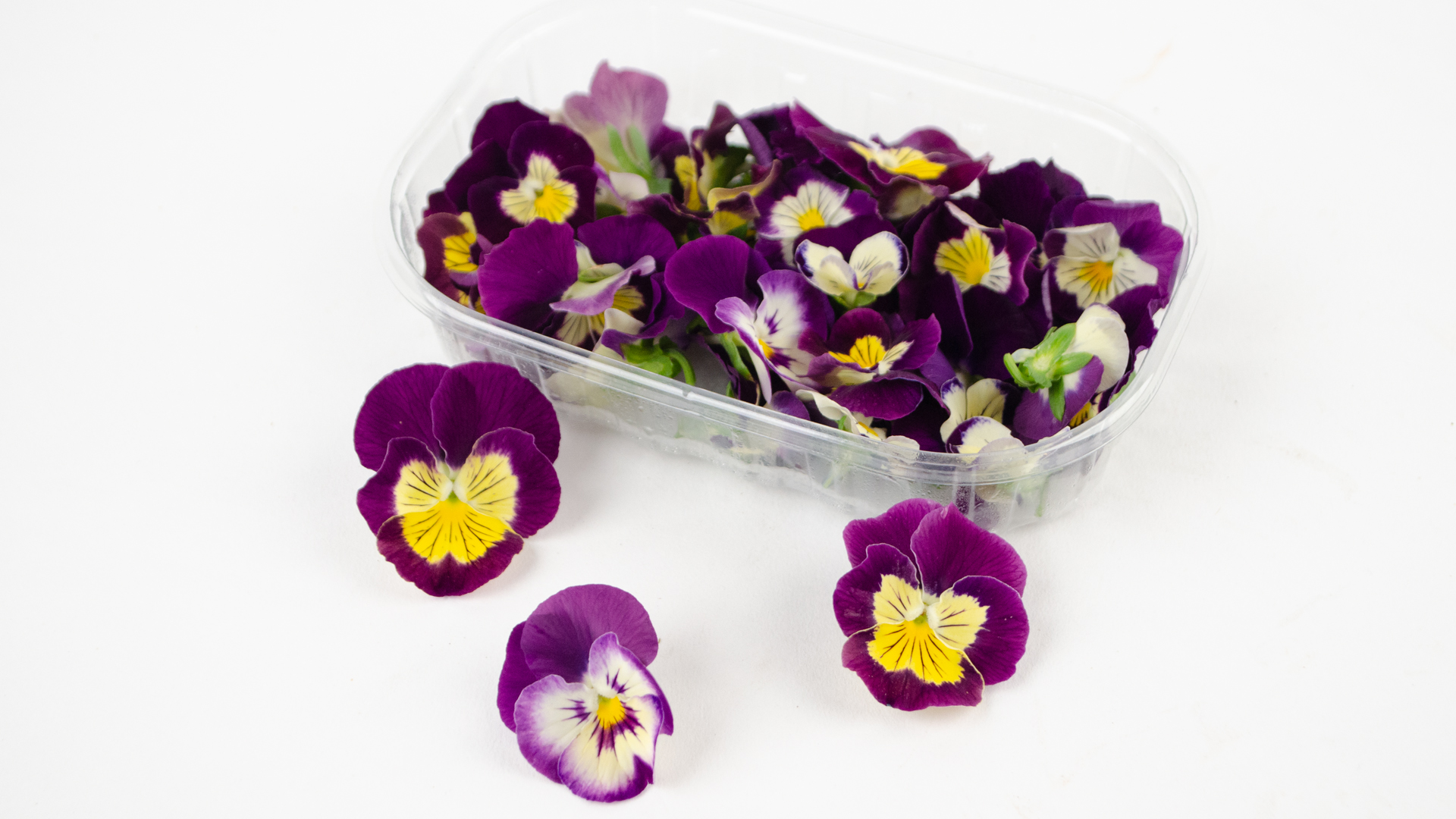 Hornveilchen lila/ weiss gelb - Essbare Blüten