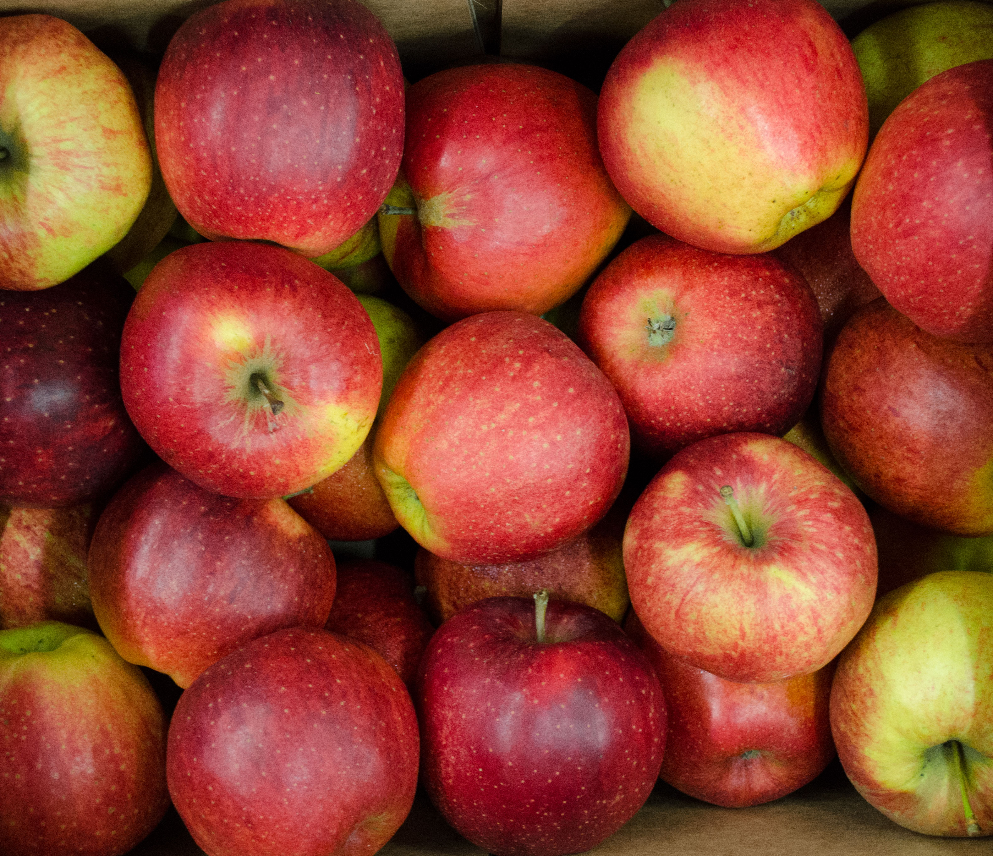 Bio-Apfel-Jonagored