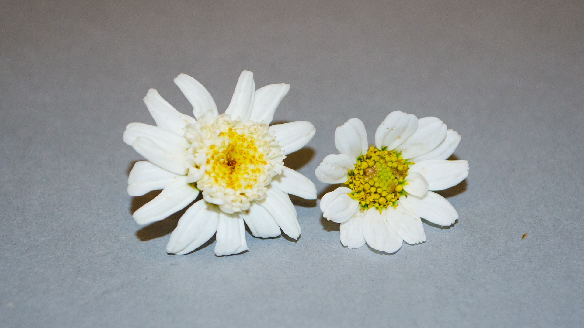 Margariten weiss - Essbare Blüten