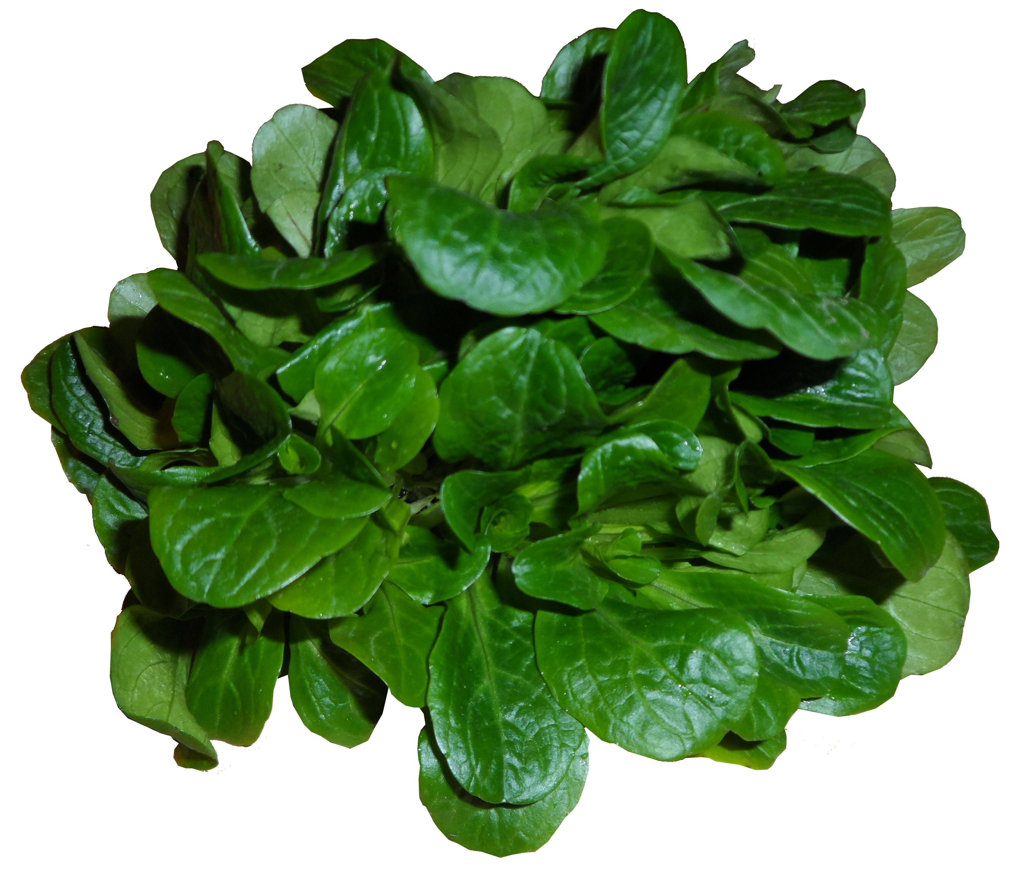 Bio Feldsalat Bioland Kiste