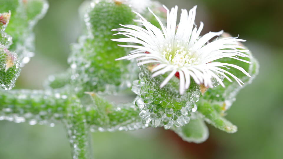 Blinq Blüten Mesembryanthemum