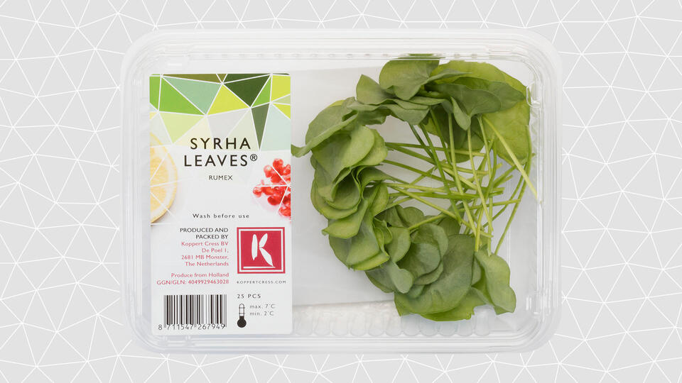 Syrha Leaves Rumex