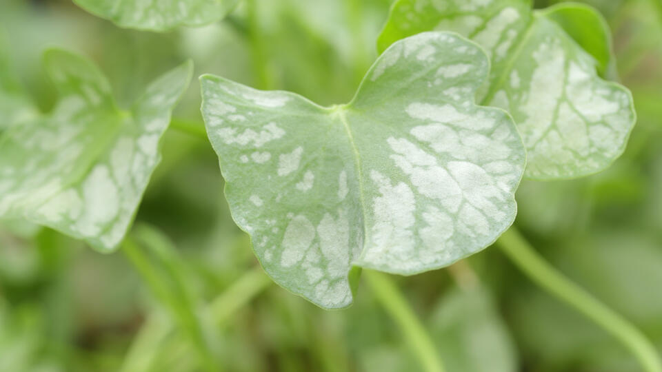 wereld-van-planten-syrha-leaves-0069-kopie