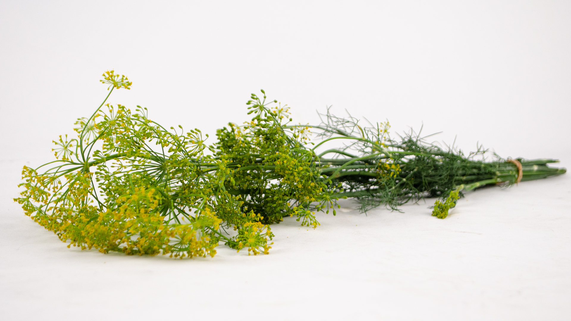 Körner Dill Blüten Bund einfach-groß