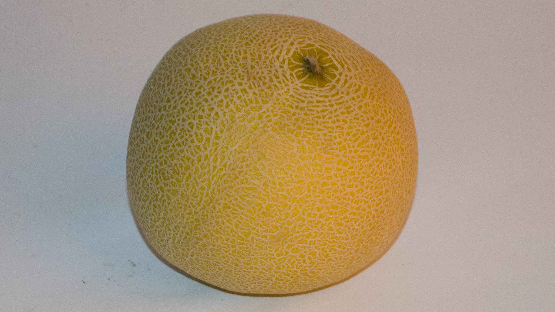 Melone Galia