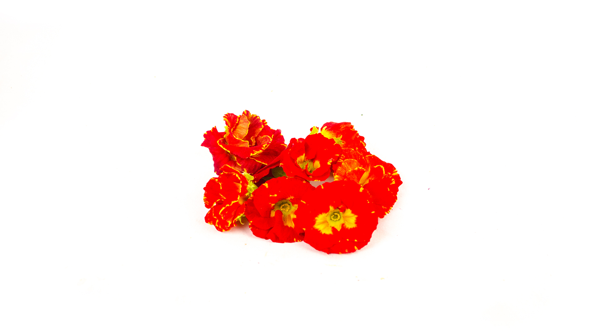 Primeln rot- Essbare Blüten