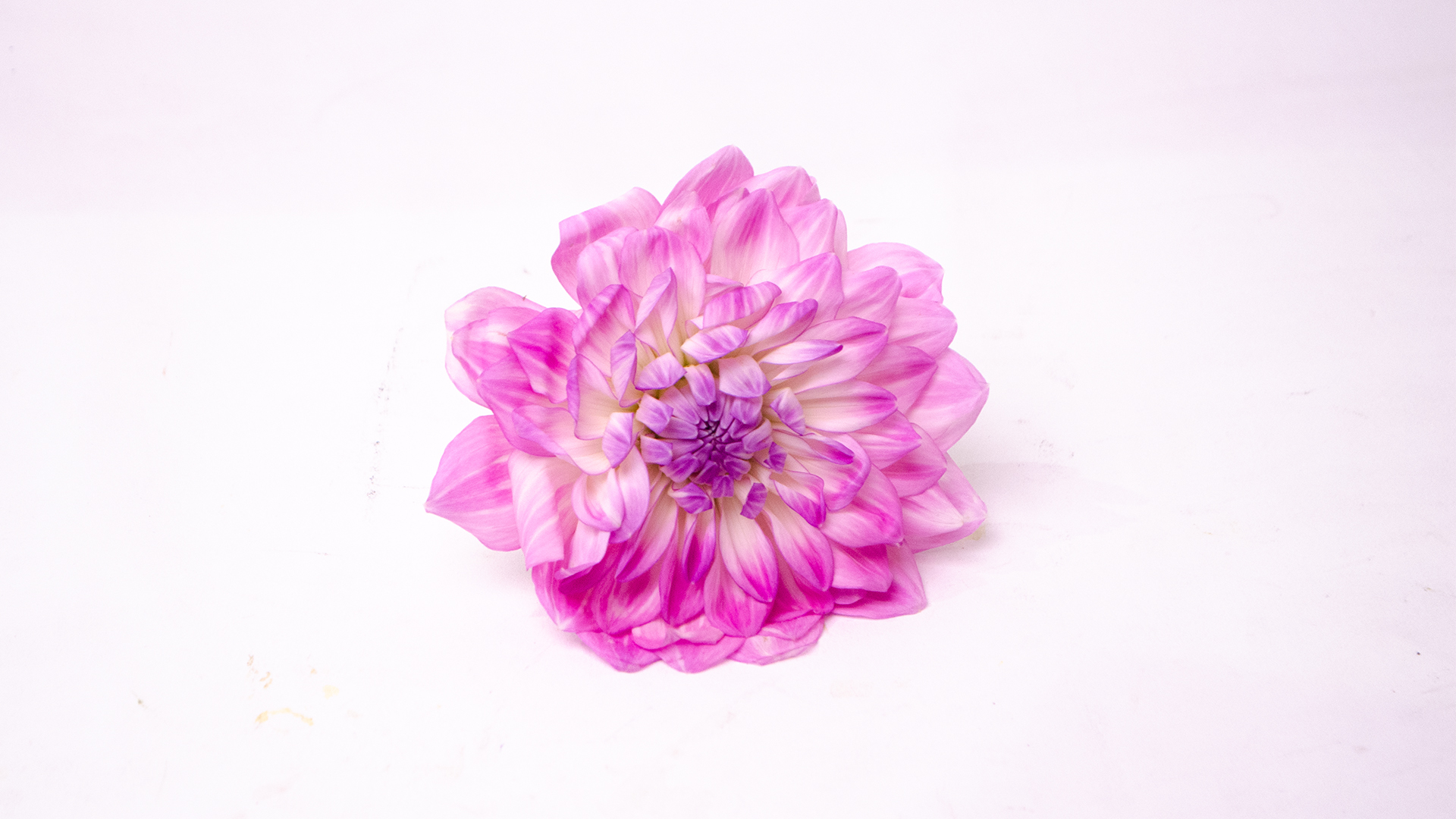 Dahlien lila - Essbare Blüten