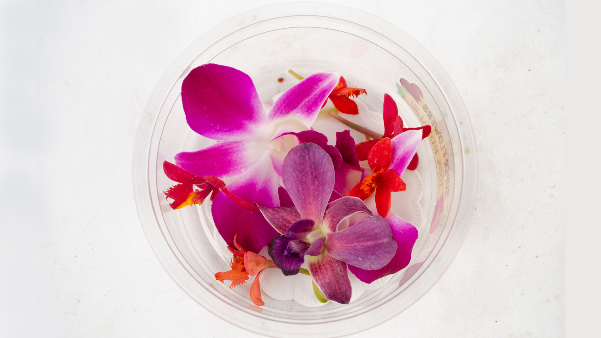 Orchideen lila-rot Blüten