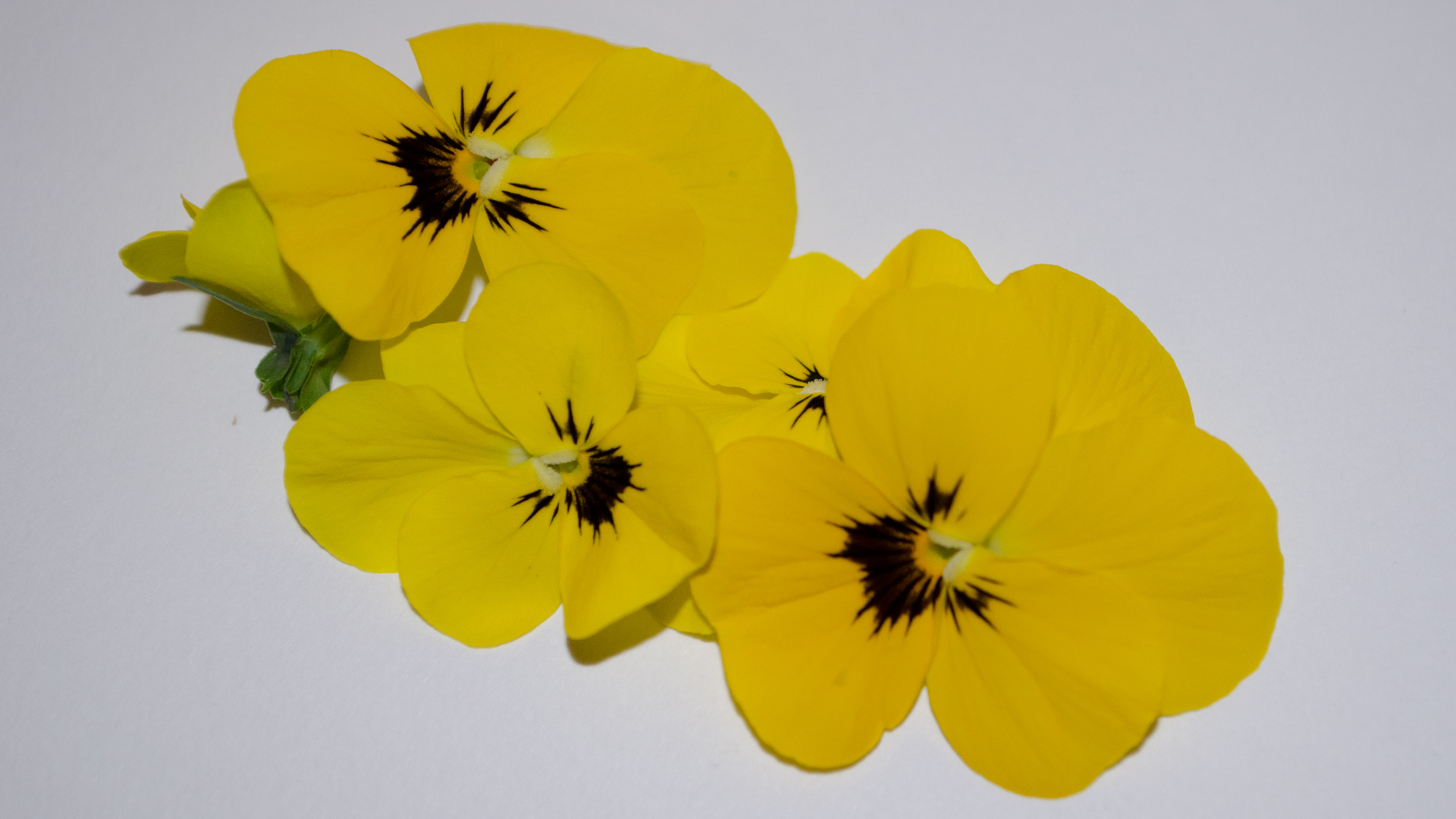 Hornveilchen gelb - Essbare Blüten