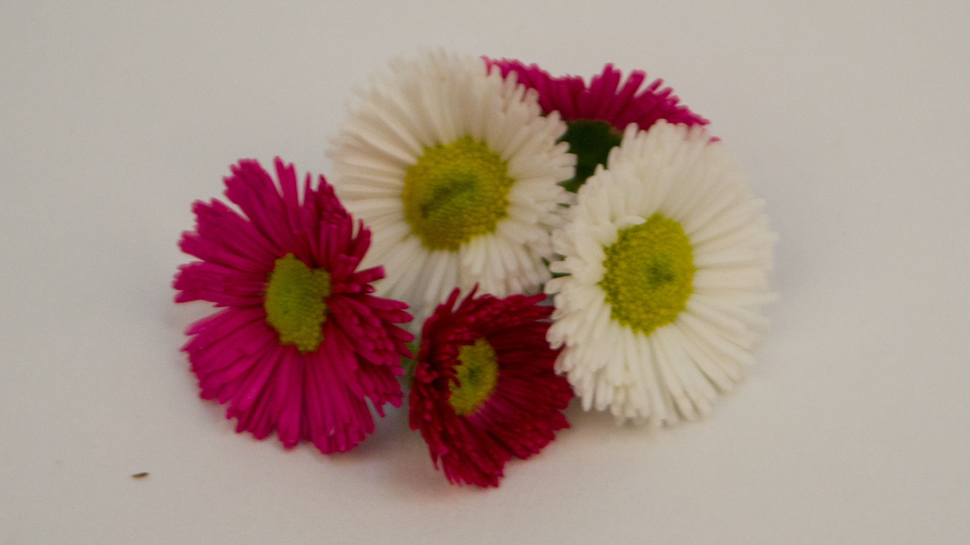 Essbare-Bl-ten-rot-pink-weiss-ohne-Schale