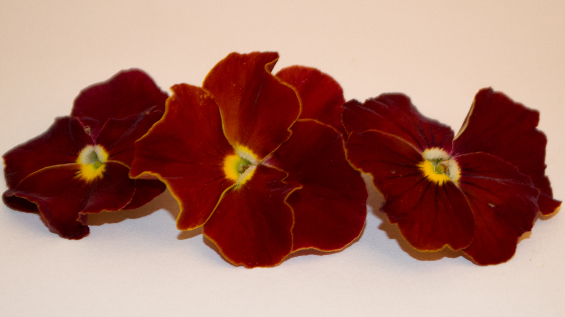 Stiefmütterchen rot - Essbare Blüten