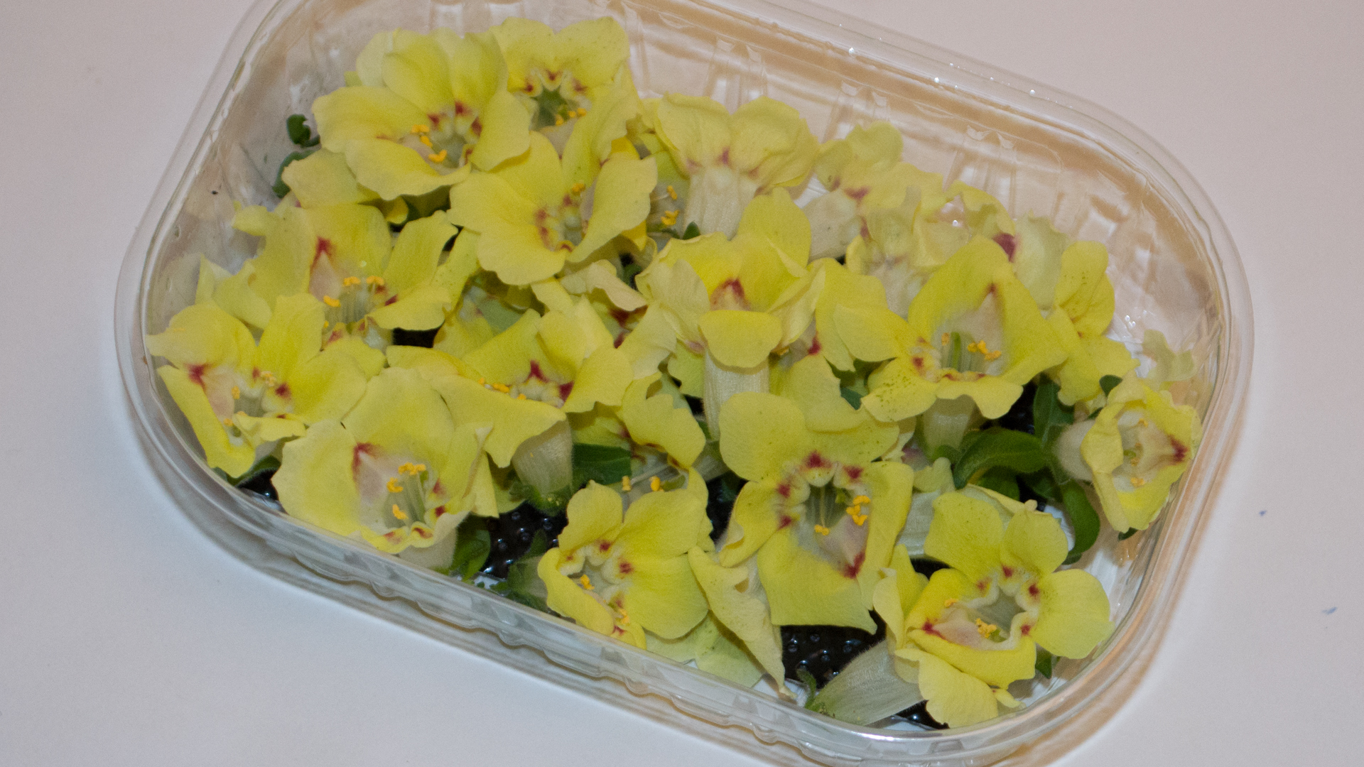 Löwenmäulchen gelb- Essbare Blüten