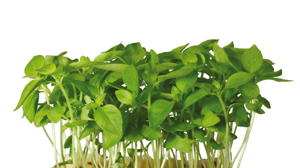 Lemon Cress