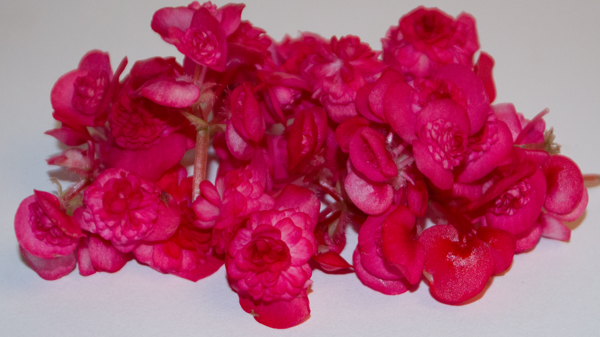 Begonien klein rot - Essbare Blüten