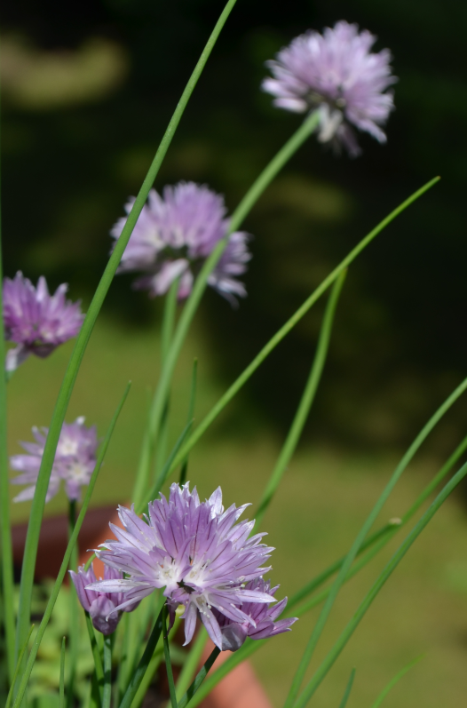 Schnittlauchblüten Bund groß