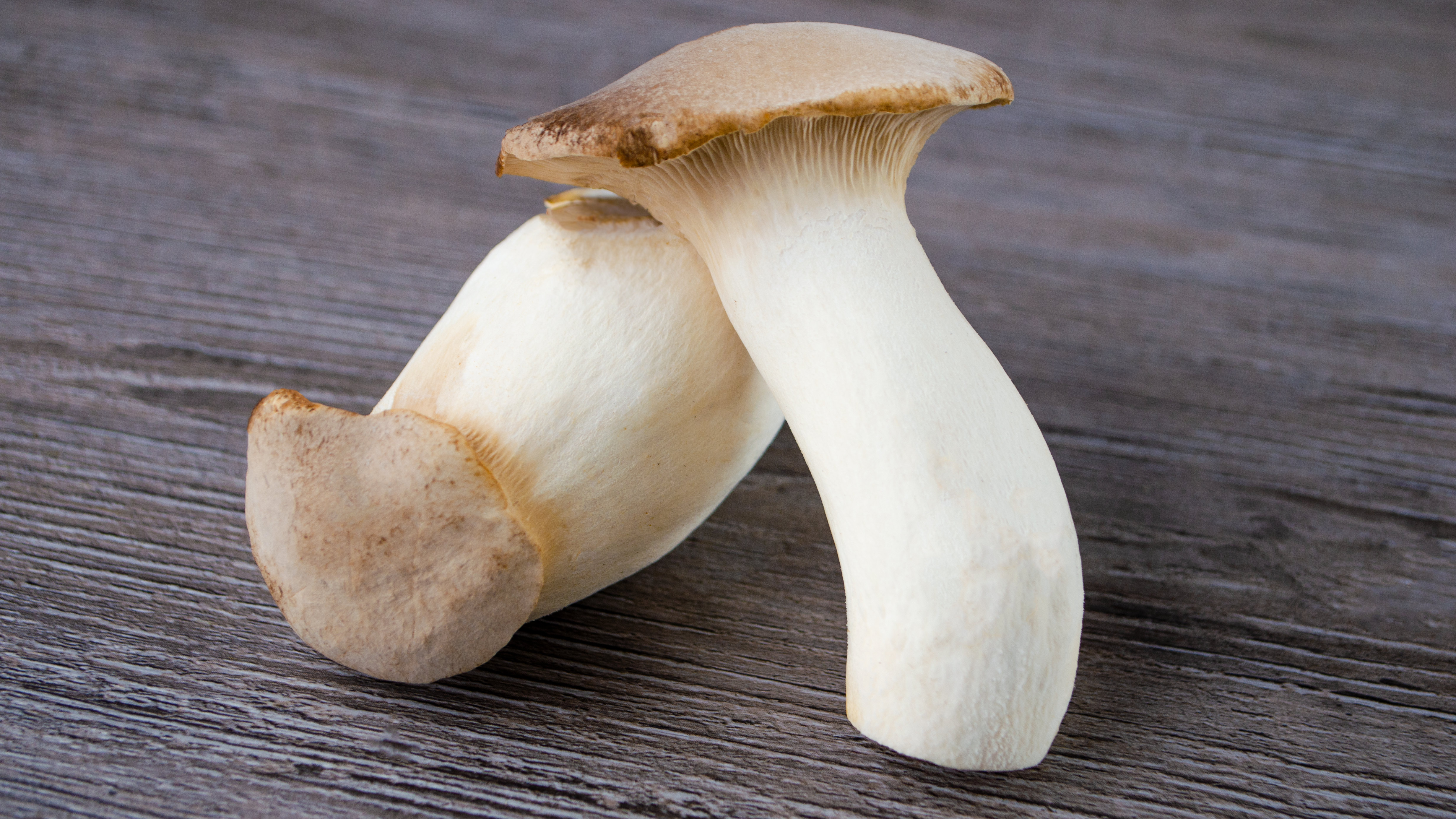 Kr-uterseitling-deutschland