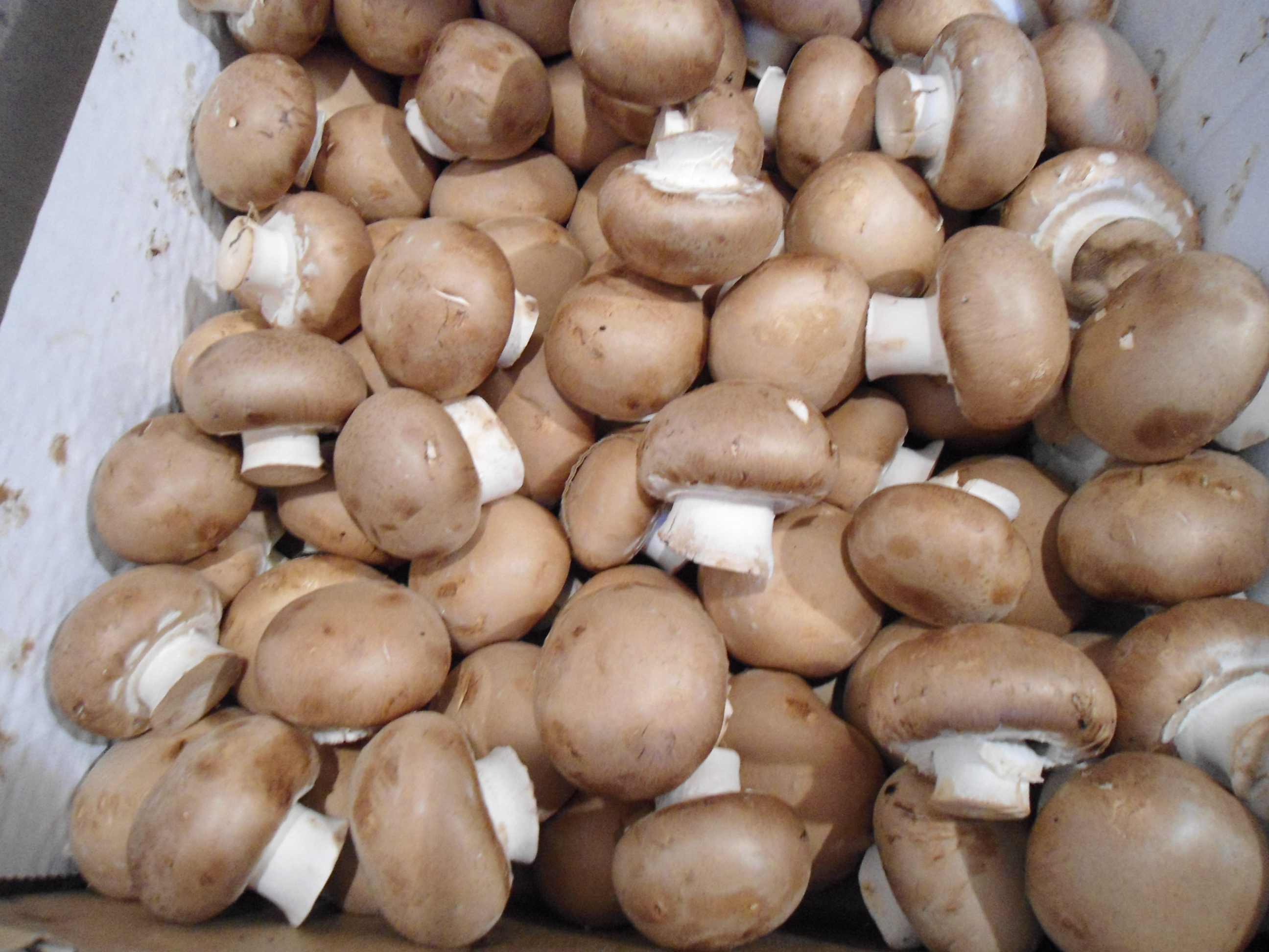 Champignon rosé 3kg