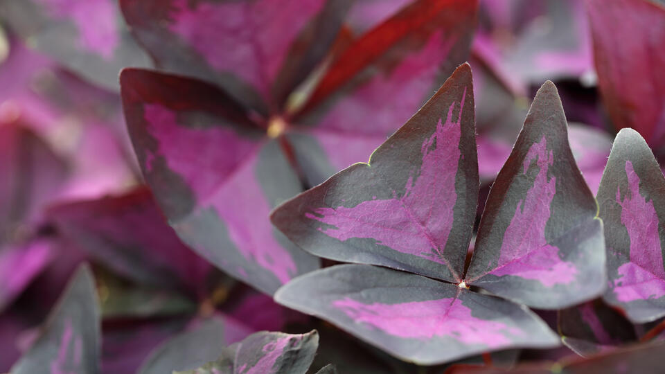 YKA Leaves