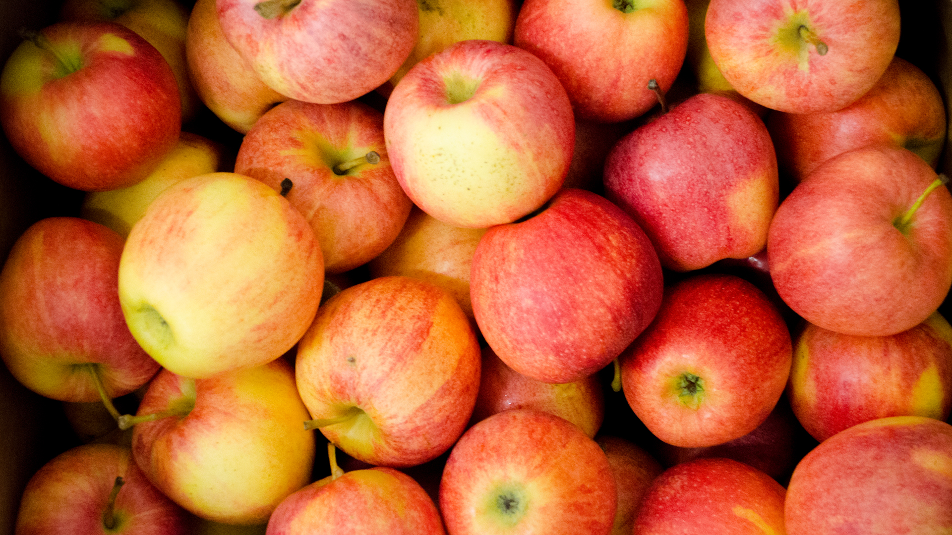 Bio-Apfel-Gala Bio Apfel Gala
