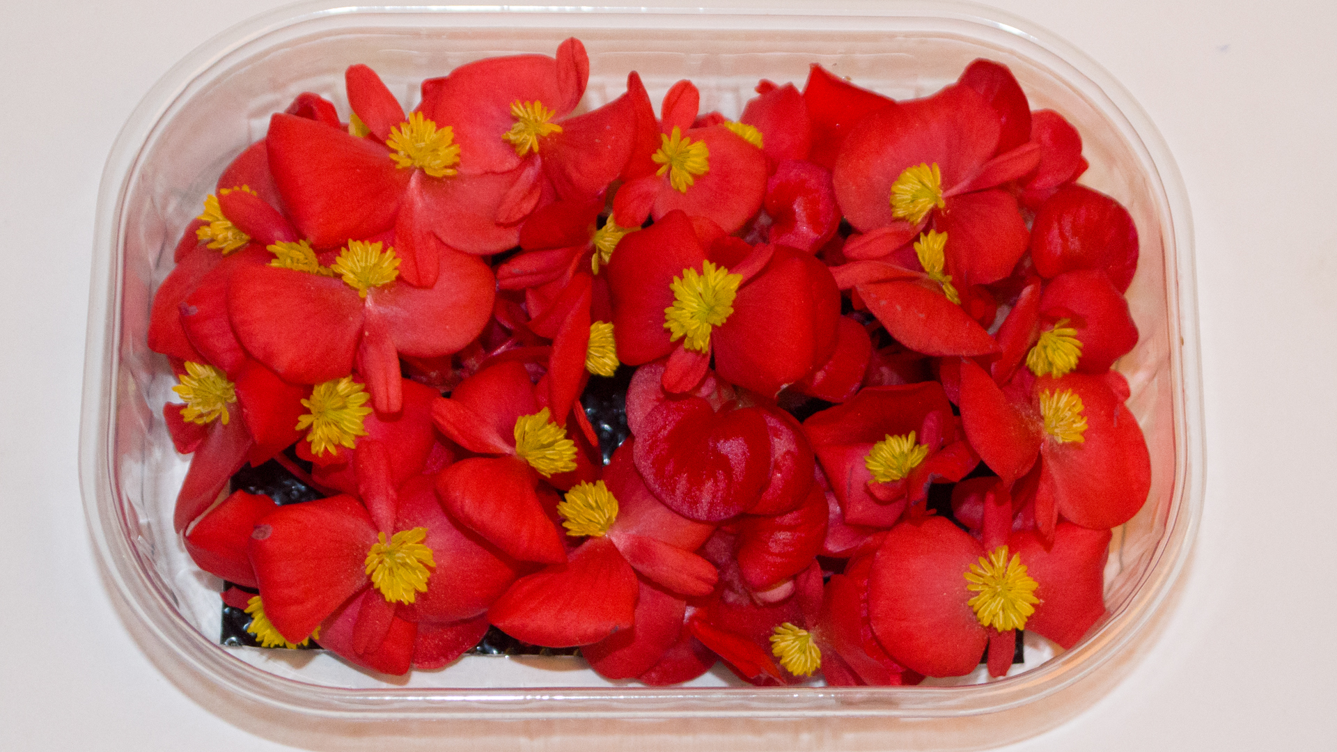 Begonien groß rot - Essbare Blüten