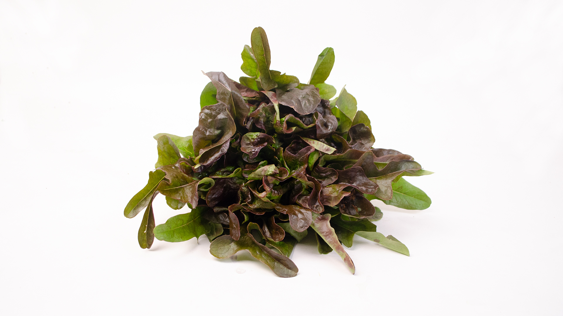 fingersalat-dunkel Fingersalat Kiste Deutschland