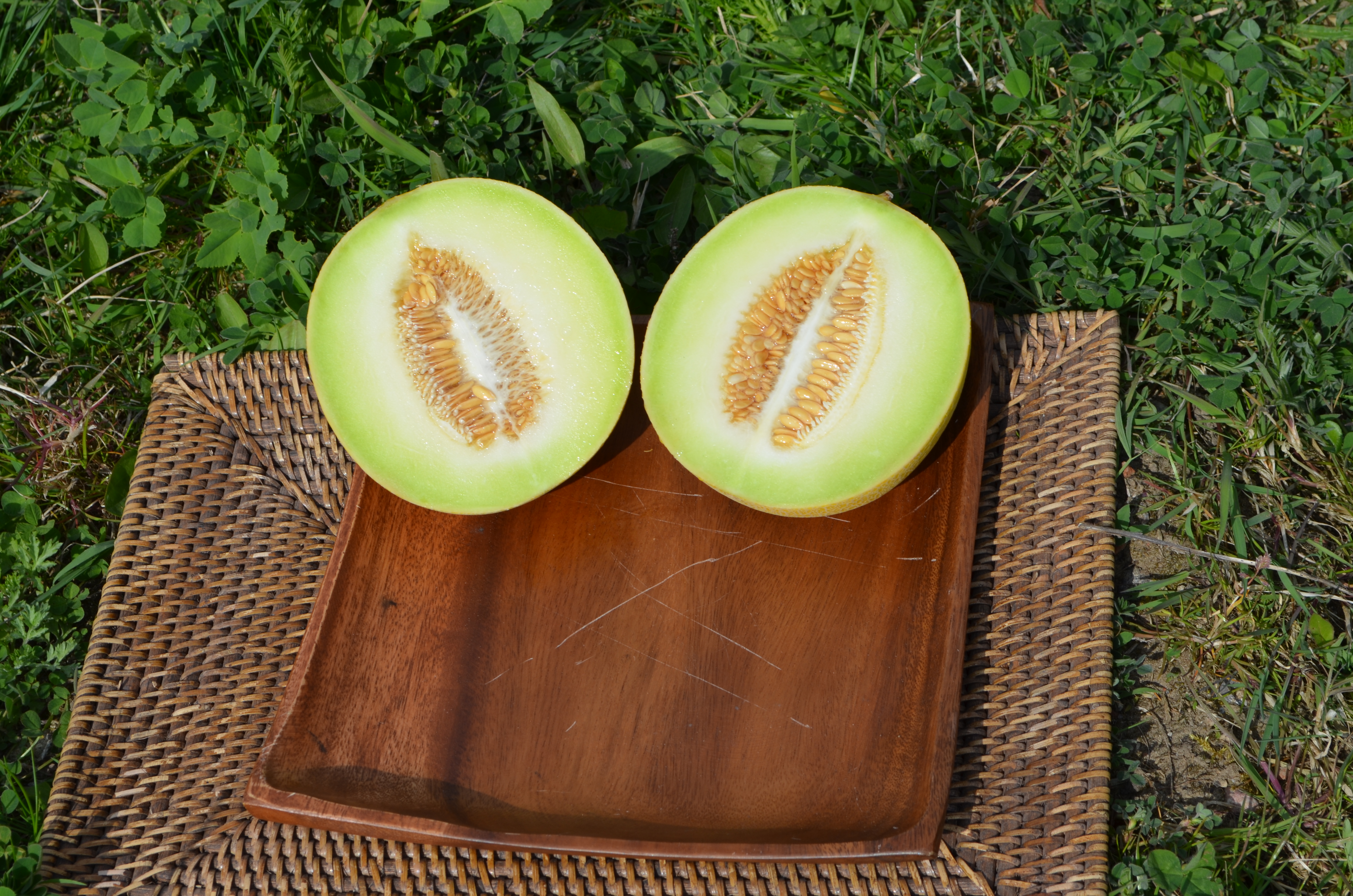 Melone Galia