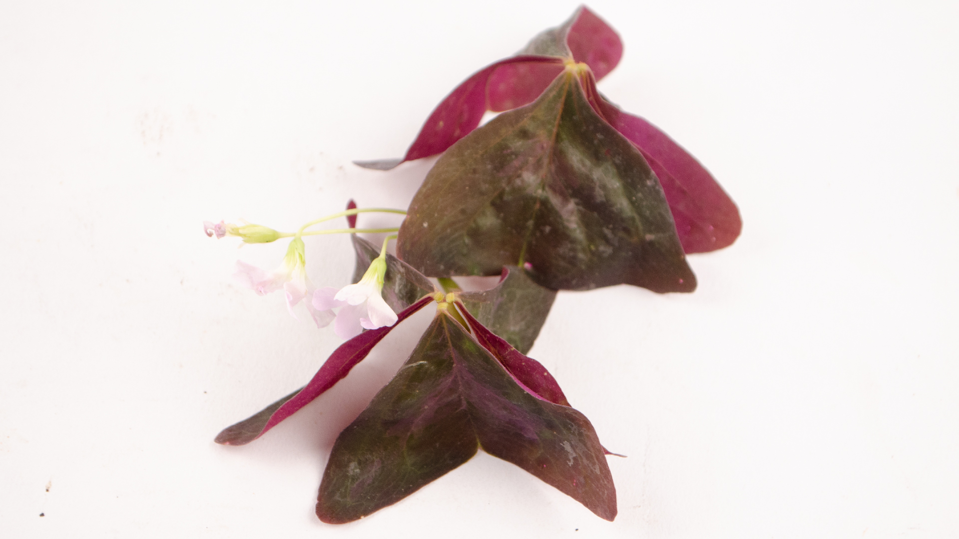 oxalis-rot-schale-essbare-bl-tter