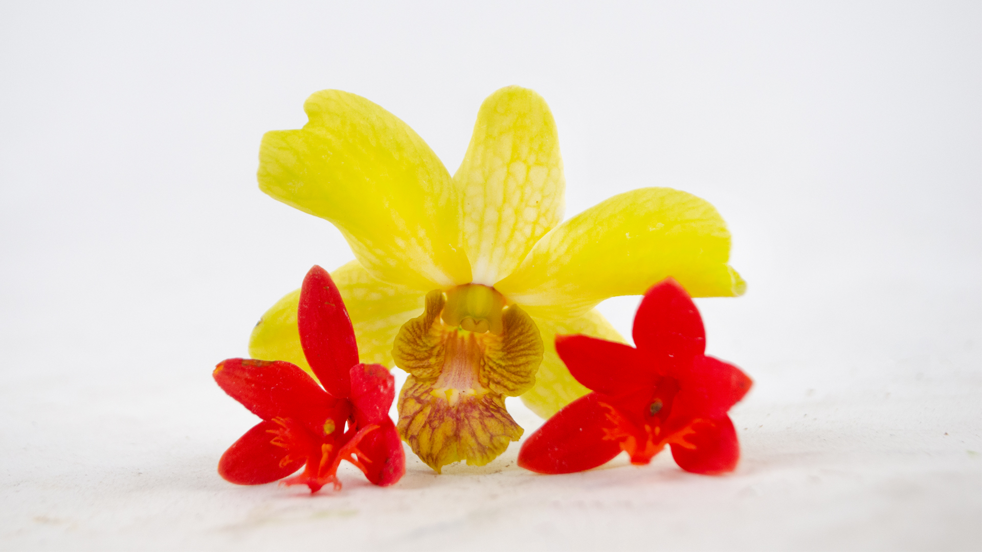 Orchideen gelb-orange Blüten