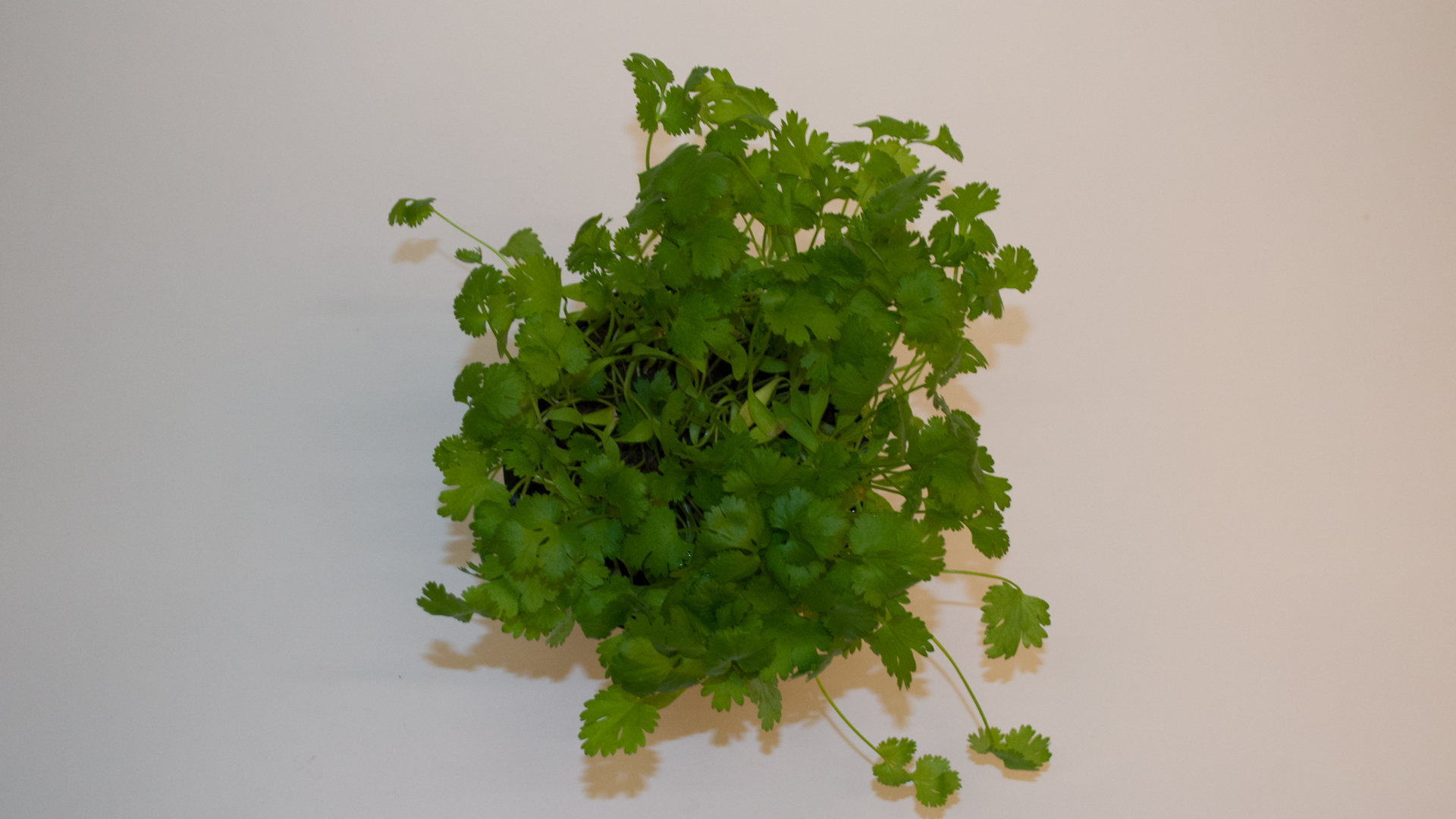 bio-kerbel-topf Bio Kerbel im Topf