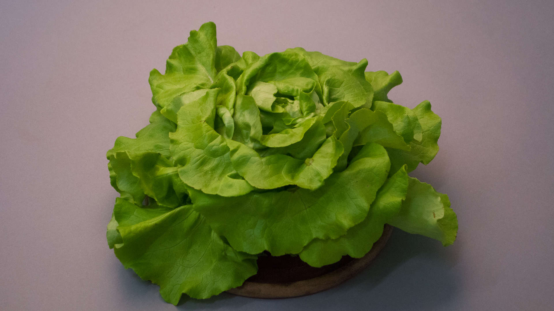 Kopfsalat