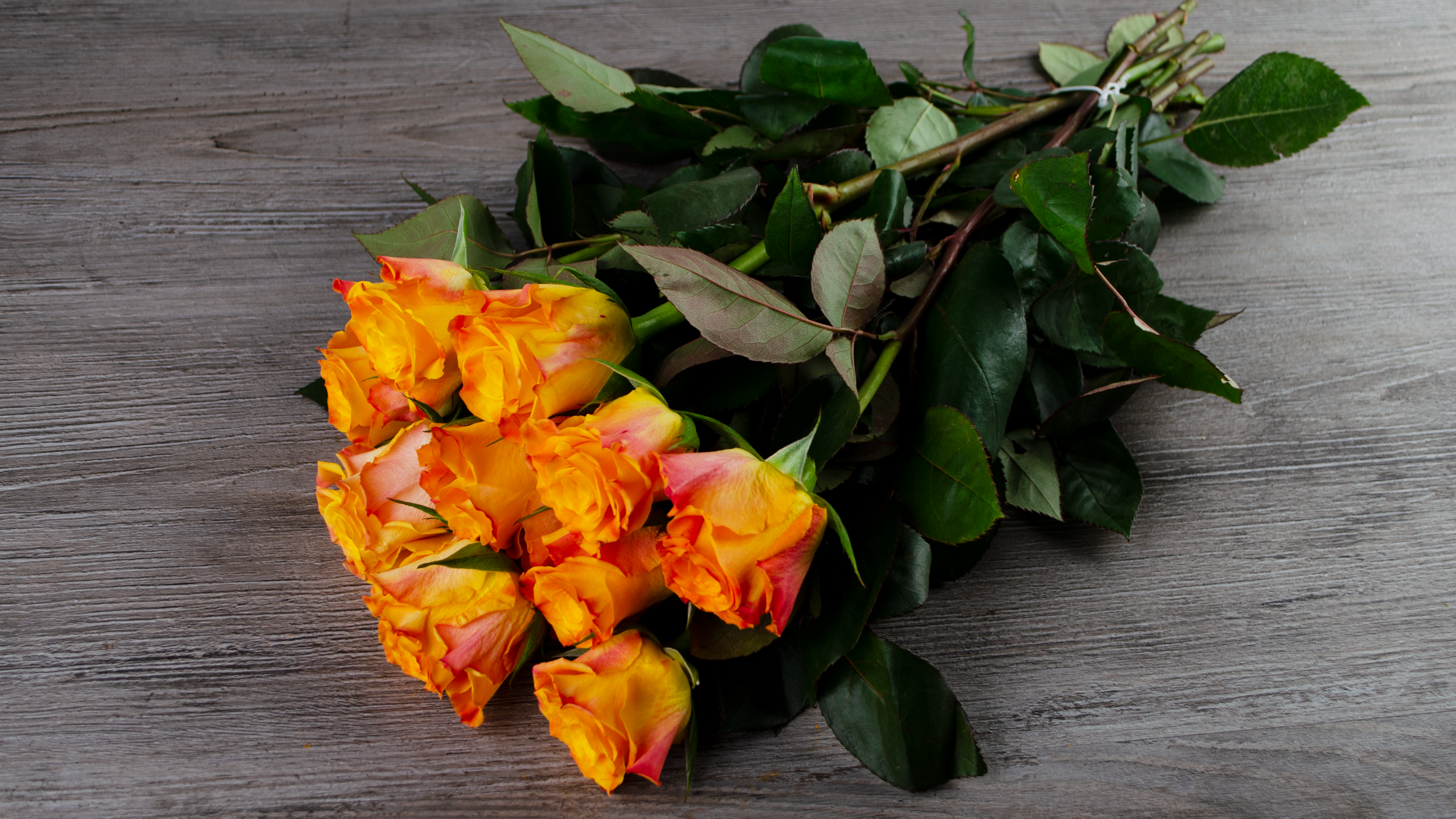 Rosen mit Stengel Bund-orange