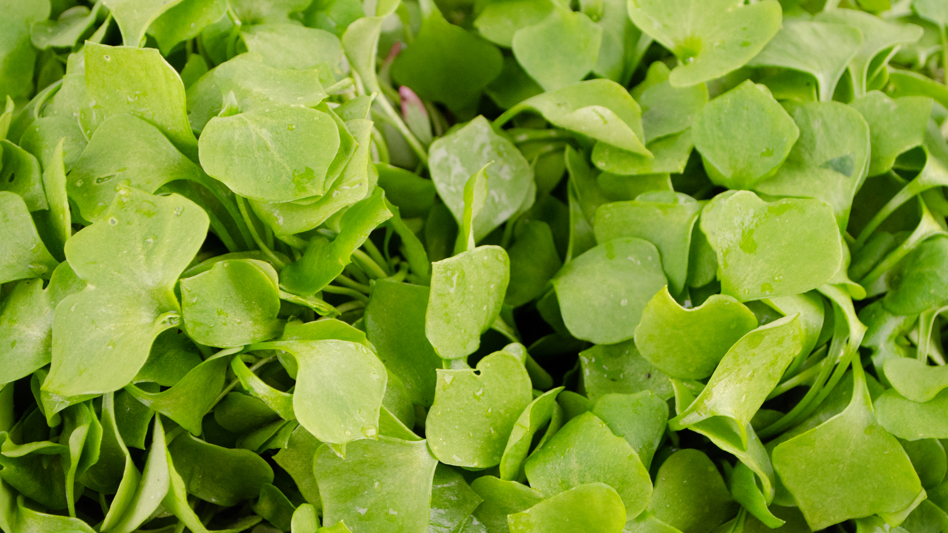 Portulak Salat Wildgemüse