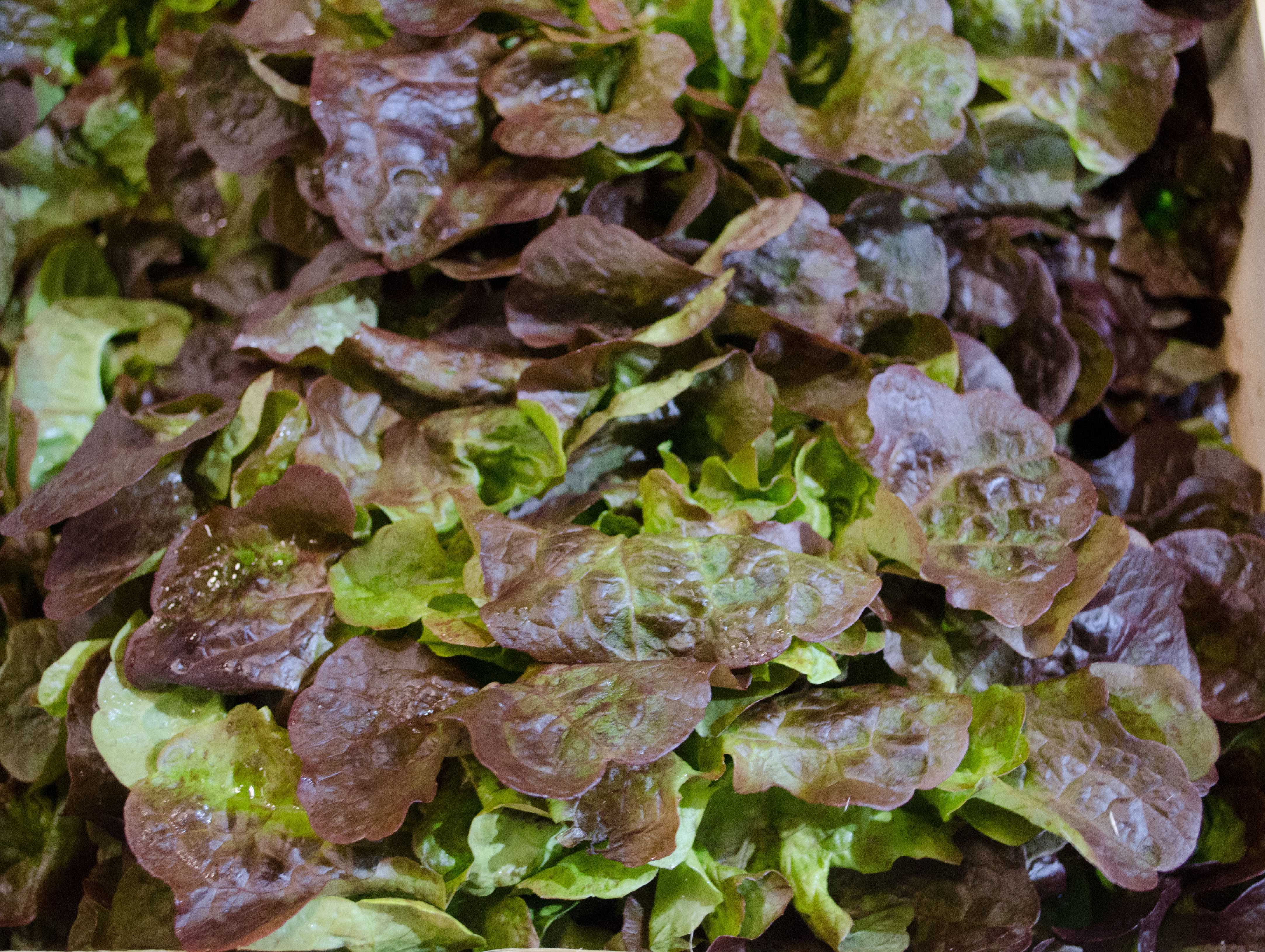 Eichblatt-Salat-dunkelvwlCgevp6SWEH Bio Batavia dunkel Kiste