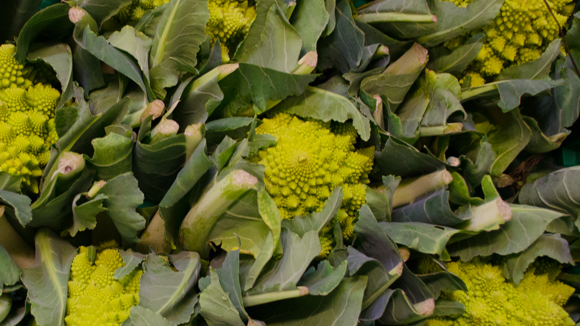 Bio Romanesco-Kiste